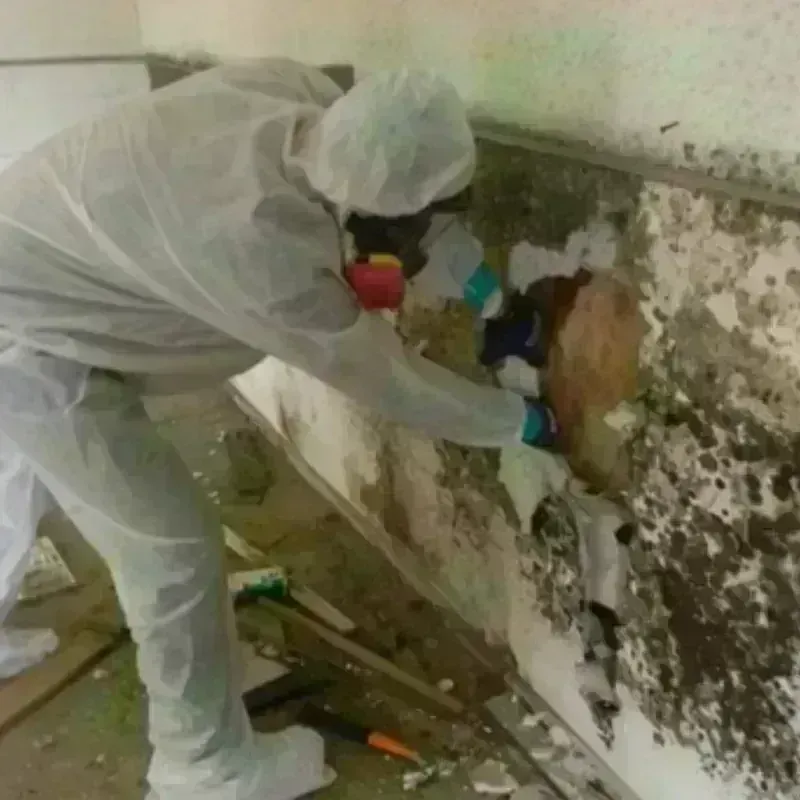 Mold Remediation and Removal in Sherwood, AR